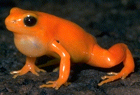 Mantella aurantiaca